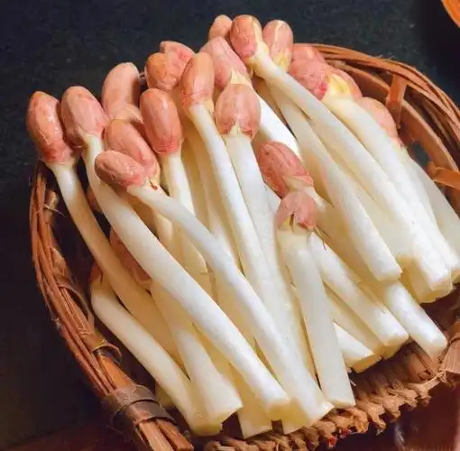 花生芽怎么做好吃?