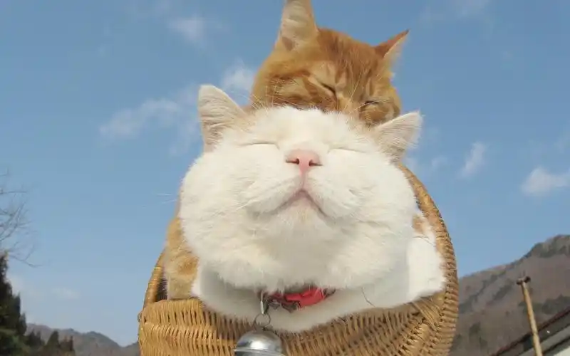 爱卖萌的可爱白色猫咪搞笑图片桌面壁纸高清