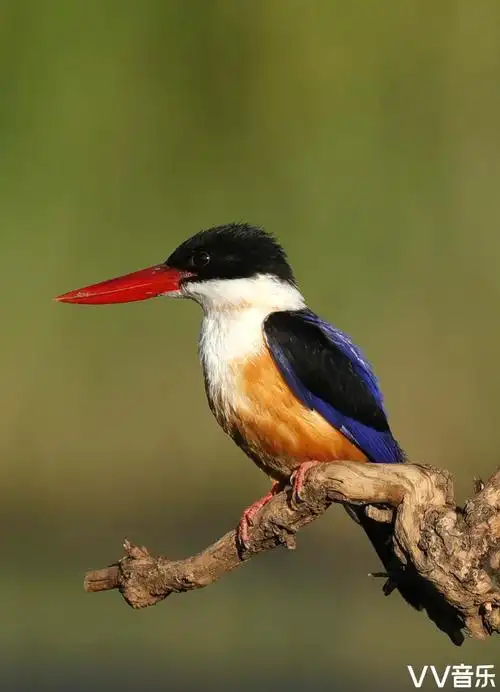 蓝翡翠是鸟纲佛法僧目翠鸟科翡翠属的一种鸟类,分布广泛,性孤僻不喜群