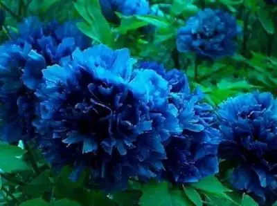 凝光笺·古人如何"种"蓝色牡丹花