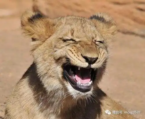 动物开怀大笑瞬间,你最喜欢哪一个呢