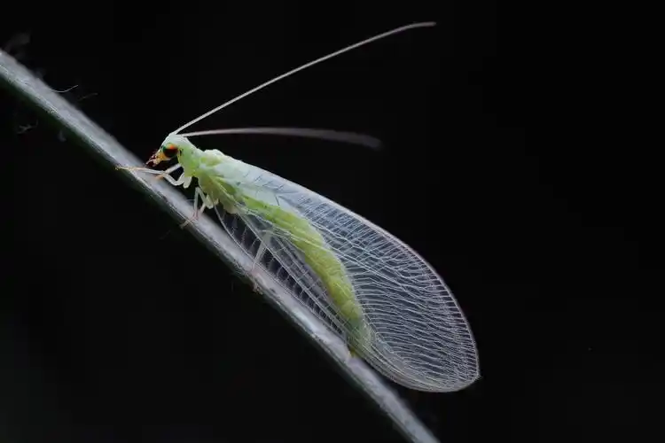 刚完成羽化的草蛉