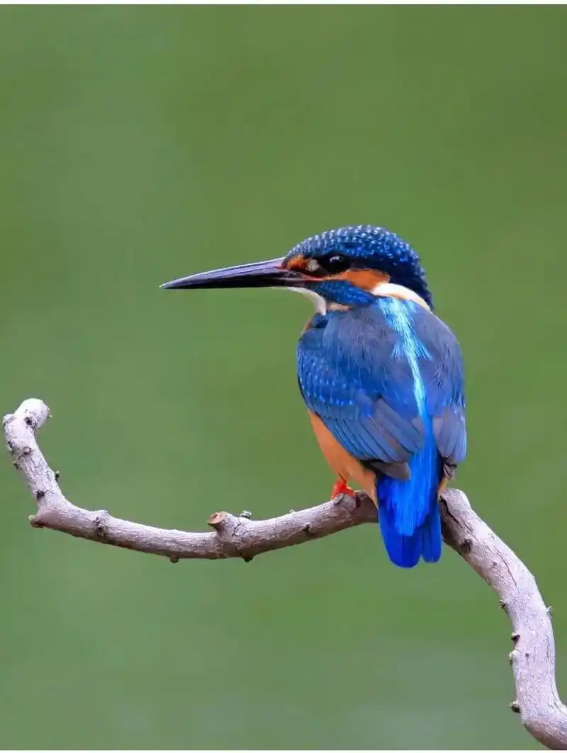 小红书 2000x1333|查看源网页 普通翠鸟系列 与假山 - 抖音