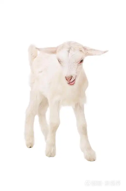 一只山羊显示舌的肖像