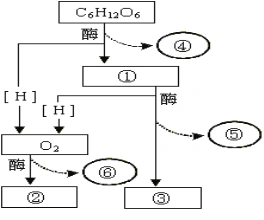 阅读人体细胞有氧呼吸过程的示意图,回答问题