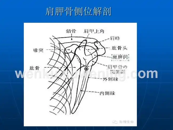肩关节的摄影体位