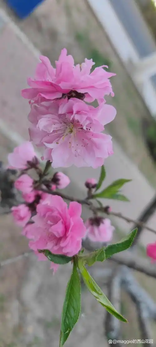 桃之夭夭,灼灼其华,桃花是春天的象征,让我们一起桃花吧!