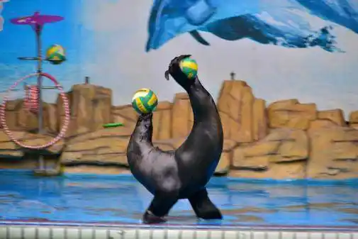 动物表演的背后经历了太多折磨请拒绝看动物演出