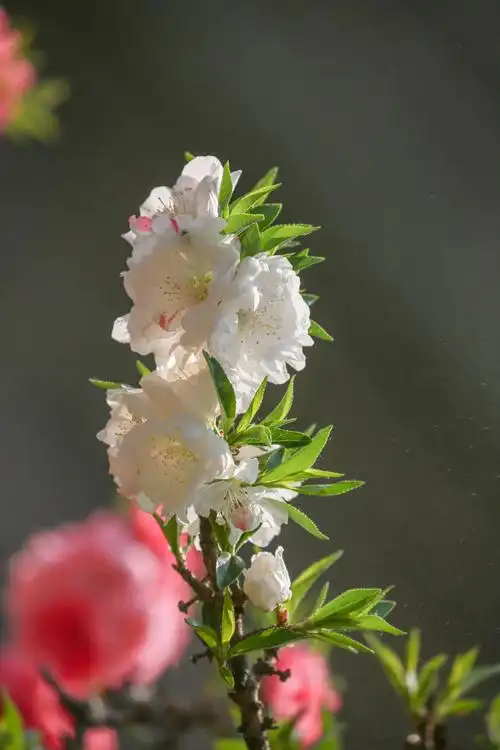 桃花的种类颜色
