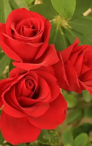 娇艳唯美红玫瑰