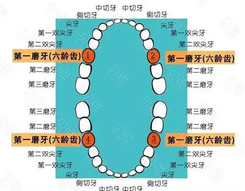 做牙冠的利弊您知道吗活髓门牙磨牙根管做牙冠利弊解析