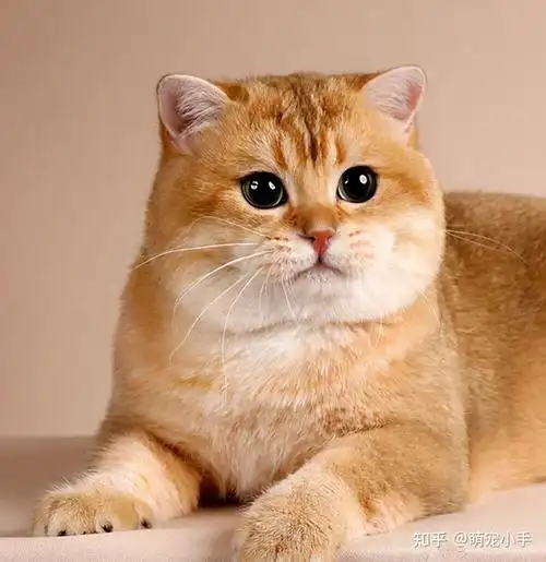 英国短毛猫最受欢迎的几种颜色有你家的吗