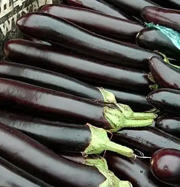 702茄子,无子茄子,868,769,3号