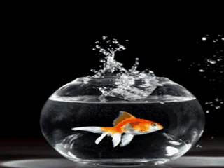 320_240gif 动态图 动图