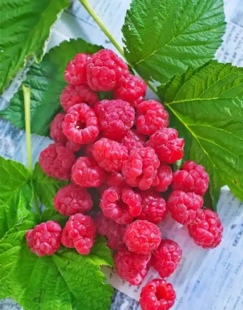 盘点那些罕见的奇葩水果你们有吃过哪个