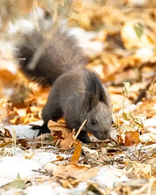 #小松鼠##北京下雪#