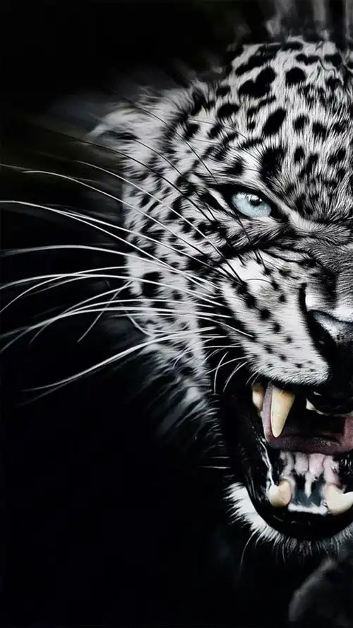 黑白凶猛豹子背景