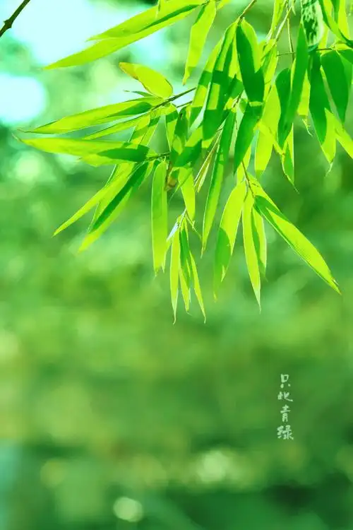 800_1200竖版 竖屏