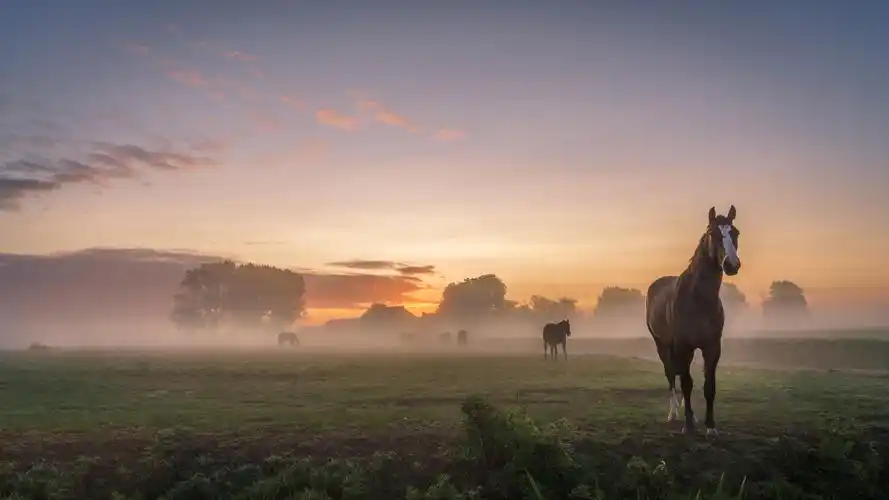 壁纸 马,早晨,雾 3840x2160 uhd 4k 高清壁纸, 图片, 照片