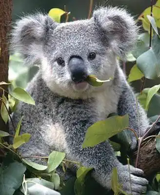 树袋熊其其的故事