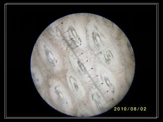 角具非均质性在正交偏光下显示干涉色图像制成的薄片在偏光显微镜下的