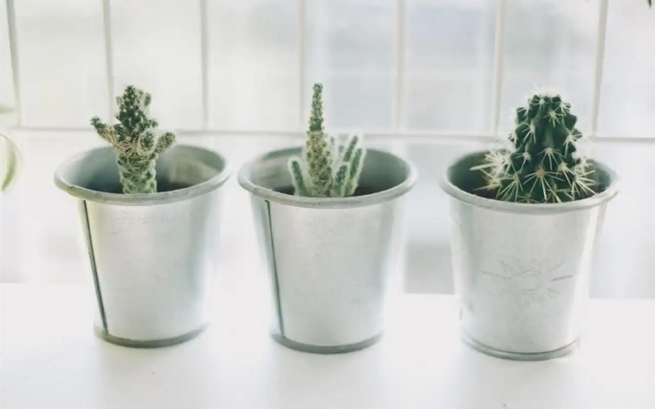 小清新家居静物摄影高清桌面壁纸