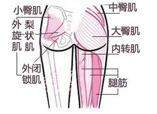 臀中肌,是撑起臀部上半部分的关键肌肉.
