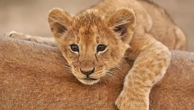 可怜,小狮子好像快不行了