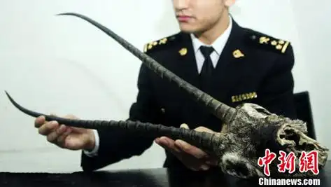 图:广州海关截获藏羚羊角一对