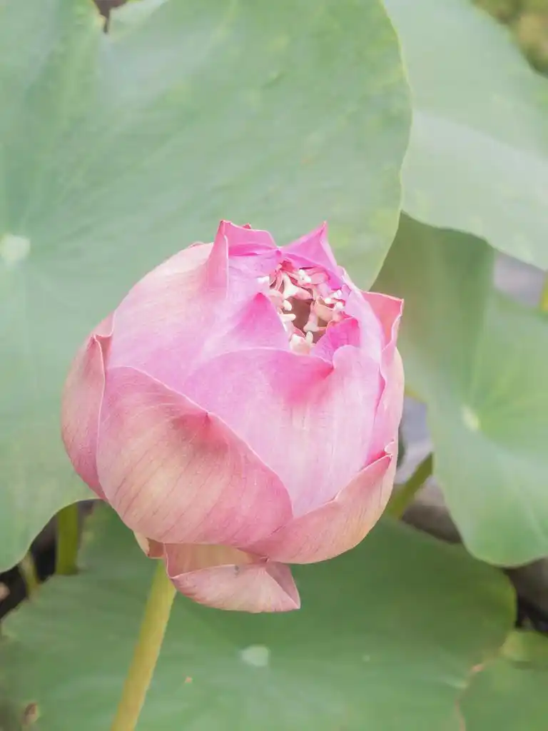 粉色荷花,美丽的粉红色莲花,在花园里的叶子