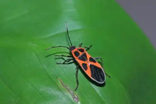 红脊长蝽在绿色植物上爬行