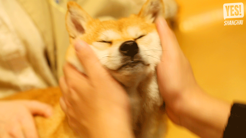 徐汇滨江300㎡豆柴治愈天堂20只纯种豆柴来rua