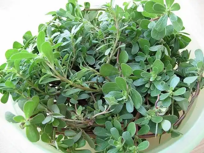 超简单自己榨油做酱油和醋油面筋鸡精淀粉洗头膏等