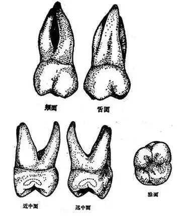 上颌磨牙简笔画