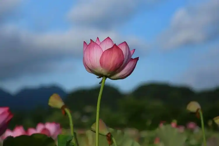 蓝天白云下的荷花,美极了