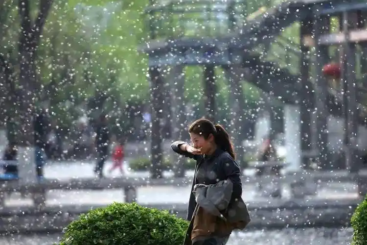 柳絮飞 - 诗人作家档案库