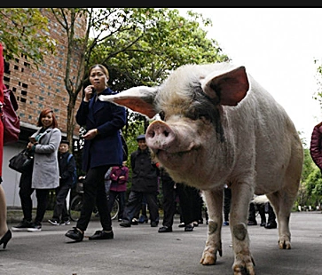 汶川地震被埋36天,被挖出来仍活着的"猪坚强",后来怎样了?