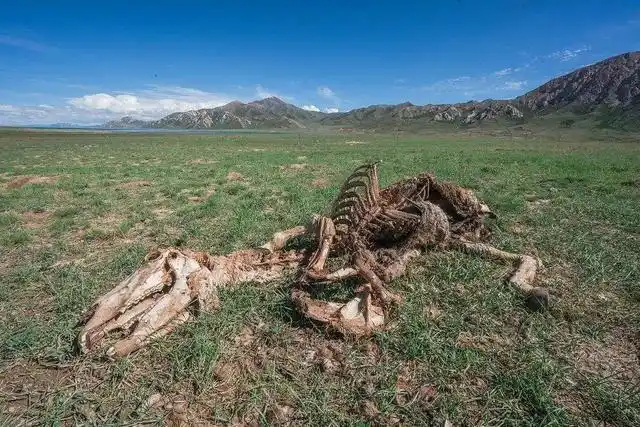 后怕:女子无人区如厕与狼对峙!"生命禁区"可可西里有多恐怖?