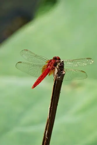 2017——荷花,睡莲,蜻蜓
