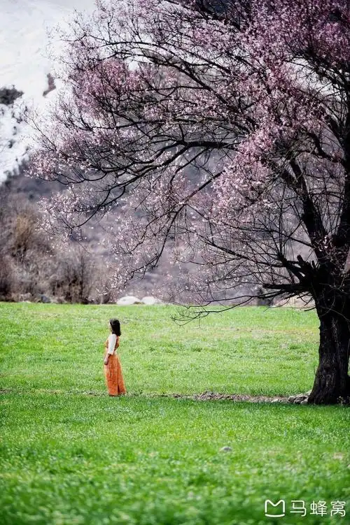 西游记——西藏林芝桃花树下的故事,(高清写真大图,慎点!
