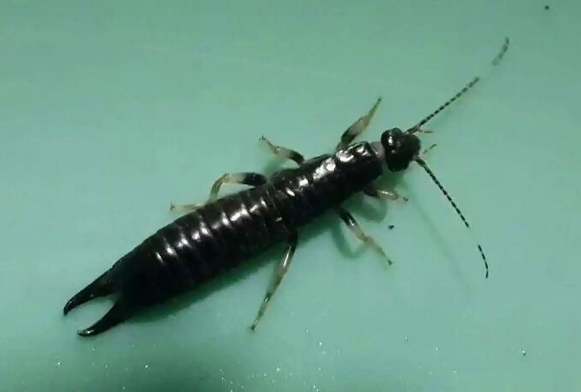 家里有蠼螋怎么消灭 蠼螋又称为夹板子,剪指甲虫,夹板虫,剪刀虫,它们