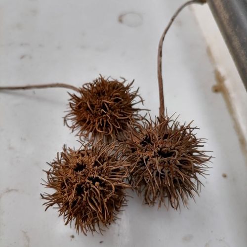 枫树果枫香果路路通六六通干果子大别山野生中药材2斤新货