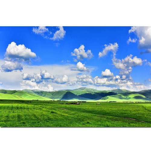 内蒙古大草原绿色草地牛羊挂画蓝天白云风景海报客厅房间画 z10 60*90