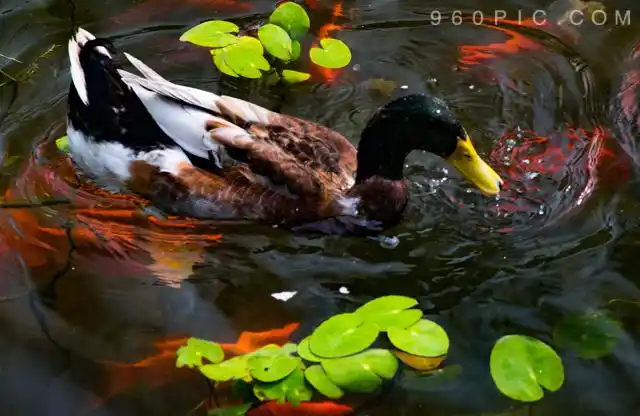 子非鱼 安之鱼之乐 锦鲤 浮萍和野鸭