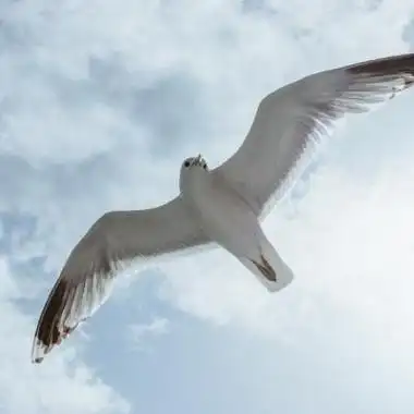 暴风雨海鸥头像