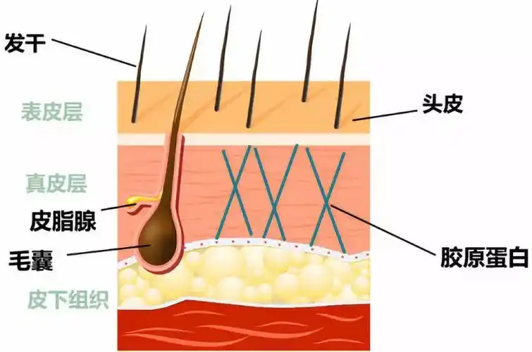 【豆小铺第288团】头皮大口呼吸,发丝饱满轻盈,密森4次返团,让夏天