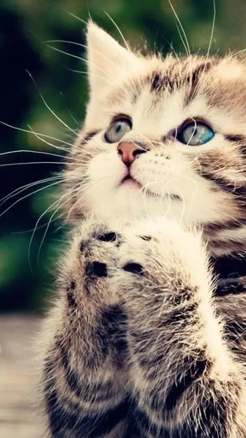 可爱的在祈祷猫咪手机壁纸图片