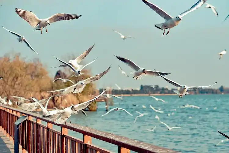 春城海鸥季|摄影|宠物摄影|adkda - 原创作品 - 站酷 (zcool)