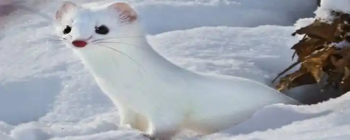 白色的黄鼠狼叫什么