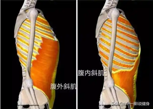 老是听说人鱼线那么人鱼线在哪要怎么练才能拥有人鱼线